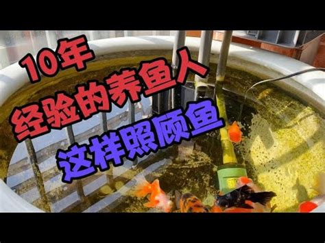 金魚產卵怎麼辦|金魚怎麼繁殖？必學指南：掌握黃金時機，提高繁殖成。